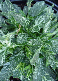 Ajuga reptans 'Sparkler'